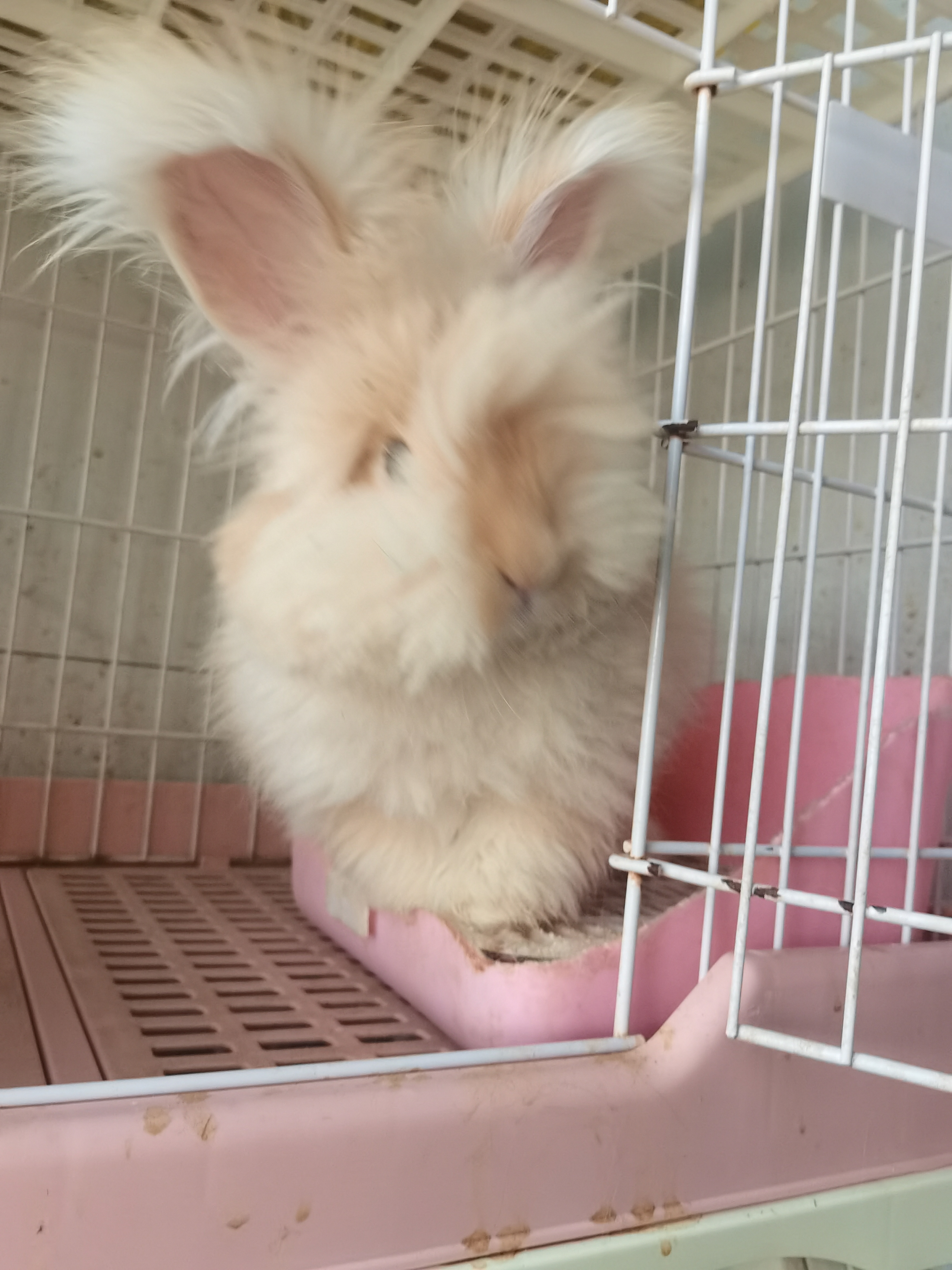 英系双血统奶黄安哥拉兔，打好疫苗发货，健康包活到家